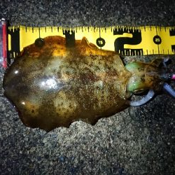 ヤリイカナイトエギング