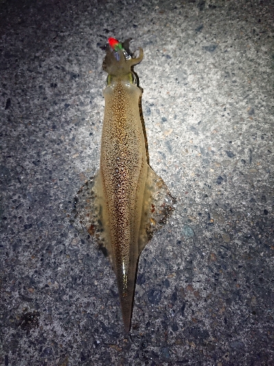 仕事終わりヤリイカ狙い