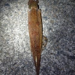 ヤリイカエギング