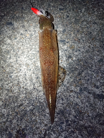 ヤリイカエギング