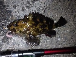 カニ餌食い込み悪し