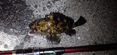 カニ餌食い込み悪し