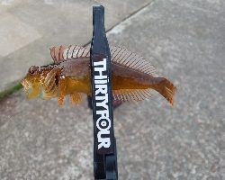 新潟ライトゲーム