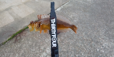 新潟ライトゲーム