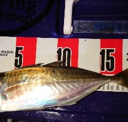 数釣ワッショイ