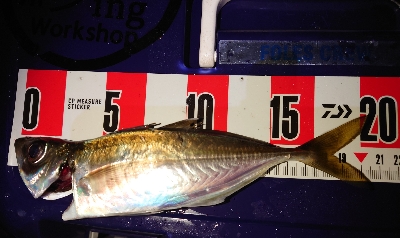 数釣ワッショイ