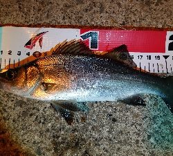 ライトゲームで三目