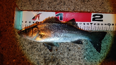 ライトゲームで三目