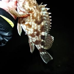 絶好のメバリング日和