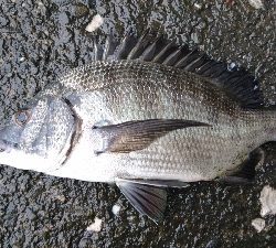 狙い通り 湾から港入口は 釣れる
