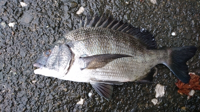 狙い通り 湾から港入口は 釣れる