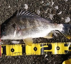 湾の奥は キビレが 多い