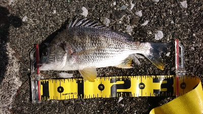 湾の奥は キビレが 多い