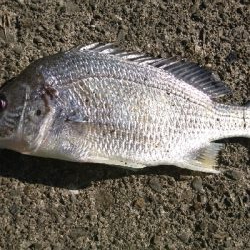 石鯛リベンジならず