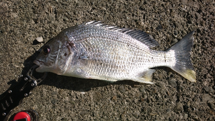 石鯛リベンジならず
