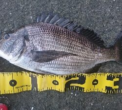 フッキングの練習