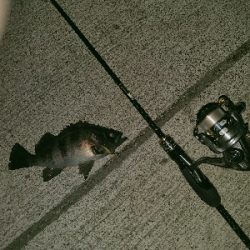 シャローに溜まってた