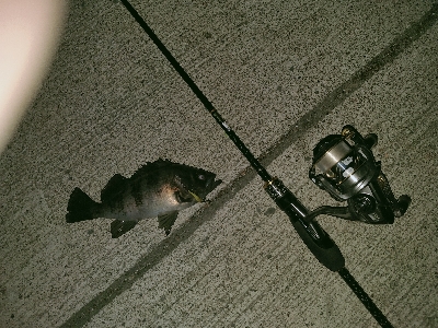 シャローに溜まってた