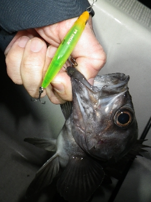 メバルプラッキングを本格的に