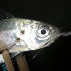 性懲りもなく・・・