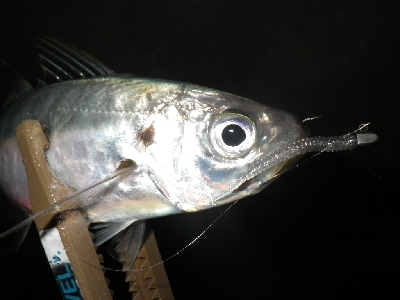 性懲りもなく・・・