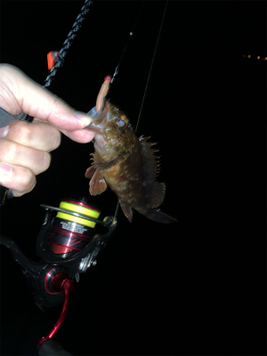 メバリングのはずが