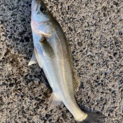 防波堤で、マルスズキ釣果！！