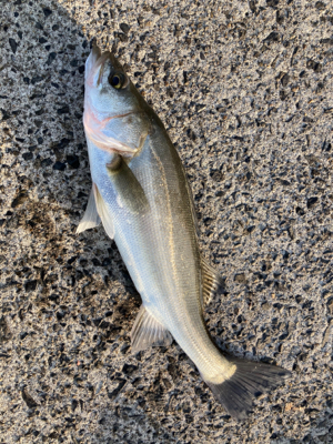 防波堤で、マルスズキ釣果！！