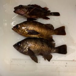 メバルウキ釣り