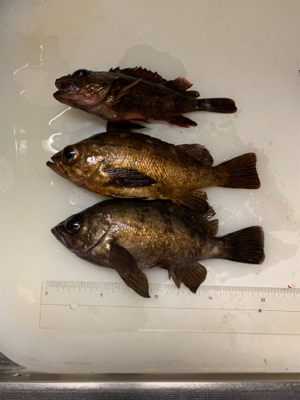 メバルウキ釣り