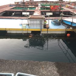 おさかな村は本当におさかな村だった^_^