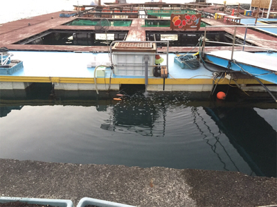 おさかな村は本当におさかな村だった^_^