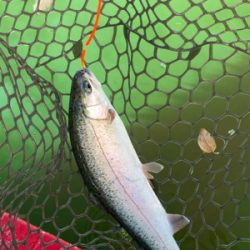 エリアトラウト