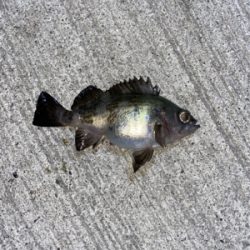 お気に入りのポイントへ