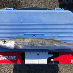 カマスちらほら