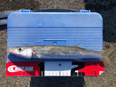 カマスちらほら