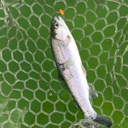 エリアトラウト