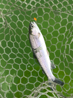 エリアトラウト