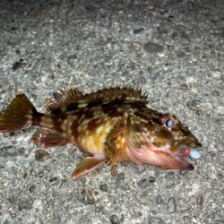 メバルはまだ‥