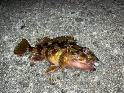 メバルはまだ‥