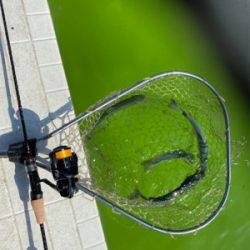 服部緑地 午後 TVの取材が・・・。