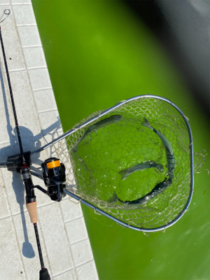 服部緑地 午後 TVの取材が・・・。