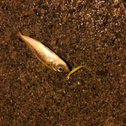 串本遠足アジング