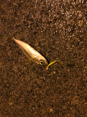 串本遠足アジング