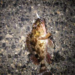 久しぶりの釣り