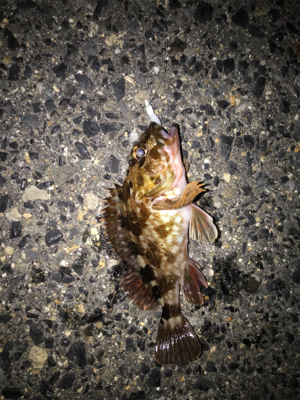 久しぶりの釣り