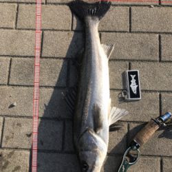 コスモスクエア釣果