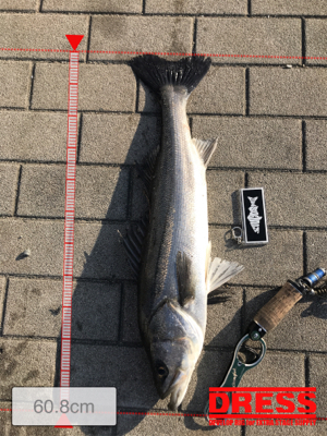 コスモスクエア釣果