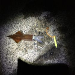 ヤリイカが食べたくて