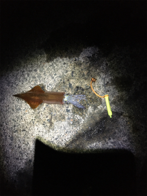 ヤリイカが食べたくて